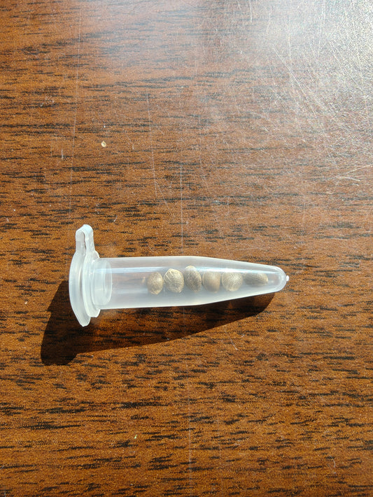 Critical+ 2.0 Auto - Open Pack